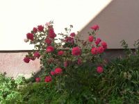 dvorska_panasonic_p1000651.jpg: 143k (2010-06-15 06:38)