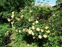 dvorska_panasonic_p1000654.jpg: 289k (2010-06-15 06:40)