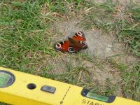 dvorska_panasonic_p1000691.jpg: 192k (2010-09-25 09:50)