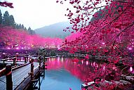 _japan_sakura_Lighted-Cherry-Blossom-Lake-Sakura-Japan.jpg: 170k (2013-01-07 10:54)
