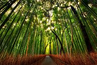_kyoto_arashiyama_bamboo.jpg: 280k (2013-01-07 10:44)
