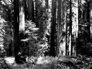 black_and_white_california_redwoods.jpg: 320k (2011-03-10 22:05)