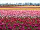 holland_in_may_01.jpg: 153k (2011-06-16 11:59)