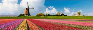 holland_in_may_11.jpg: 44k (2011-06-16 11:59)