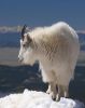 mountain_goat_2011_02.jpg: 28k (2011-07-11 20:23)