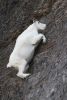 mountain_goat_2011_04.jpg: 76k (2011-07-11 20:23)