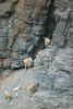 mountain_goat_2011_05.jpg: 64k (2011-07-11 20:23)