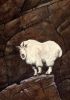 mountain_goat_2011_06.jpg: 64k (2011-07-11 20:23)