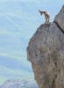 mountain_goat_2011_07.jpg: 56k (2011-07-11 20:23)