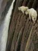 mountain_goat_2011_08.jpg: 60k (2011-07-11 20:23)