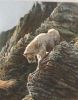 mountain_goat_2011_10.jpg: 68k (2011-07-11 20:23)