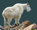 mountain_goat_2011_11.jpg: 72k (2011-07-11 20:23)