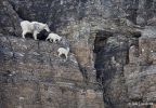 mountain_goat_2011_13.jpg: 204k (2011-07-11 20:23)