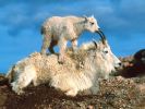 mountain_goat_2011_15.jpg: 84k (2011-07-11 20:23)