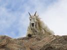 mountain_goat_2011_16.jpg: 60k (2011-07-11 20:23)