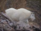 mountain_goat_2011_17.jpg: 104k (2011-07-11 20:23)