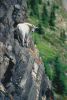 mountain_goat_2011_18.jpg: 30k (2011-07-11 22:28)