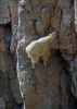 mountain_goat_2011_20.jpg: 28k (2011-07-11 22:28)