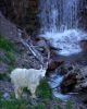 mountain_goat_2011_21.jpg: 36k (2011-07-11 22:28)