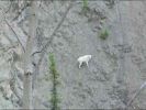 mountain_goat_2011_23.jpg: 28k (2011-07-11 22:28)