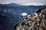 mountain_goat_2011_25.jpg: 35k (2011-07-11 22:28)