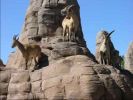 mountain_goat_2011_27.jpg: 36k (2011-07-11 22:28)