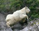 mountain_goat_2011_28.jpg: 49k (2011-07-11 22:28)