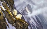mountain_goat_2011_29.jpg: 45k (2011-07-11 22:28)