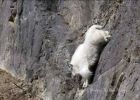 mountain_goat_2011_31.jpg: 52k (2011-07-11 22:28)
