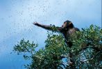 national_geographic_2008_a_002.jpg: 100k (2008-05-14 15:51)