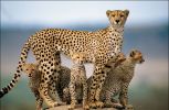 national_geographic_2008_a_003.jpg: 85k (2008-05-14 15:51)