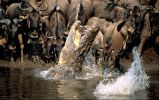 national_geographic_2008_a_006.jpg: 107k (2008-05-14 15:51)