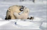 national_geographic_2008_a_008.jpg: 47k (2008-05-14 15:51)