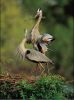 national_geographic_2008_a_011.jpg: 46k (2008-05-14 15:51)