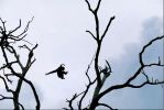 national_geographic_2008_a_013.jpg: 54k (2008-05-14 15:51)