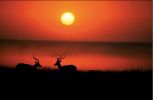 national_geographic_2008_a_016.jpg: 24k (2008-05-14 15:51)