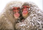 national_geographic_2008_a_019.jpg: 118k (2008-05-14 15:51)