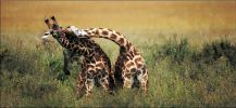 national_geographic_2008_a_020.jpg: 108k (2008-05-14 15:51)