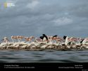 national_geographic_2010_a_05.jpg: 68k (2011-03-10 00:34)