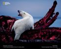 national_geographic_2010_a_13.jpg: 80k (2011-03-10 00:34)