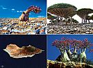 socotra_island_image001.jpg: 159k (2011-12-18 22:11)