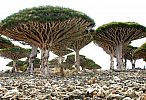 socotra_island_image006.jpg: 152k (2011-12-18 22:11)