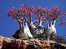 socotra_island_image008.jpg: 166k (2011-12-18 22:11)
