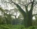 trees_2011_04.jpg: 124k (2011-07-03 08:00)
