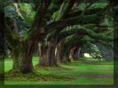 trees_2011_16.jpg: 116k (2011-07-03 08:00)