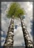 trees_2011_28.jpg: 35k (2011-07-03 10:11)