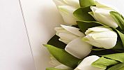 beautifull_flowers_2012_19263.jpg: 38k (2012-12-24 19:12)