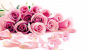 beautifull_flowers_2012_22949.jpg: 53k (2012-12-24 19:12)