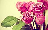 beautifull_flowers_2012_43993.jpg: 63k (2012-12-24 19:12)
