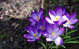 beautifull_flowers_2012_44848.jpg: 61k (2012-12-24 19:13)